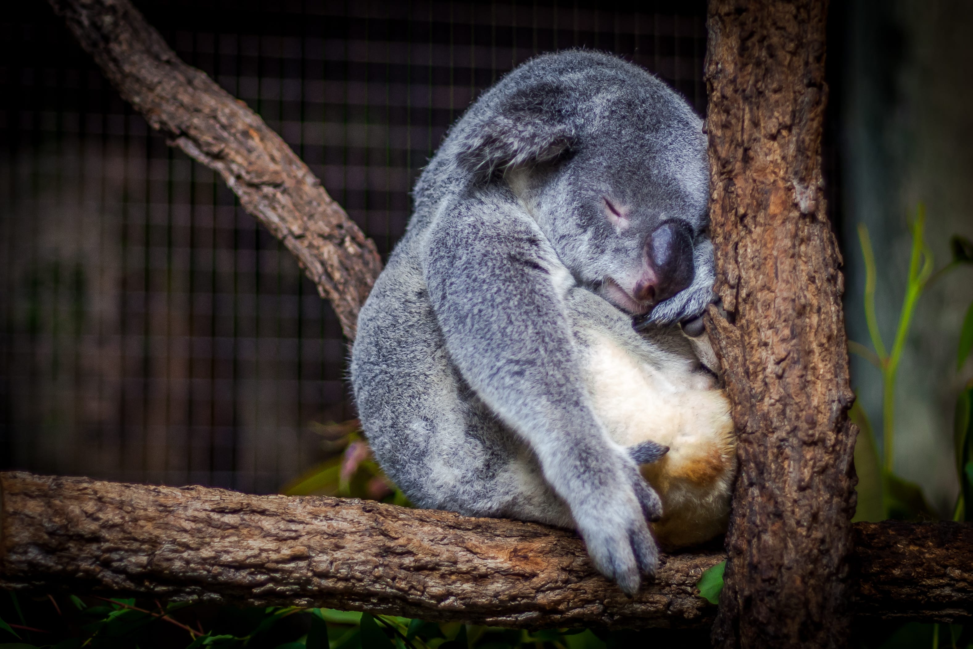 Koala at Wildlife Sydney Zoo in Darling Harbour