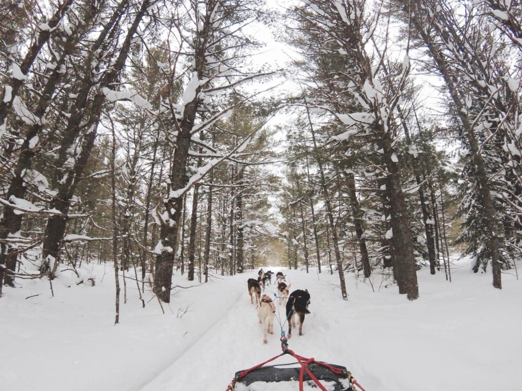 Dog sledding across the snow in Alaska