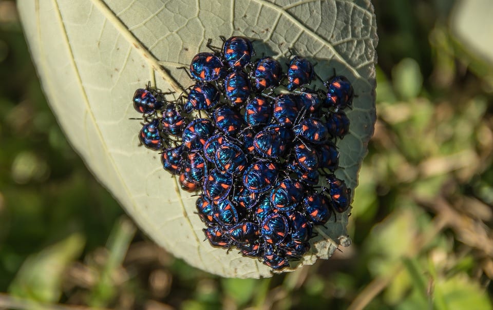 Hibiscus harlequin bug, one of Australia's many insects