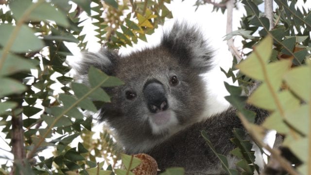 australia, koala