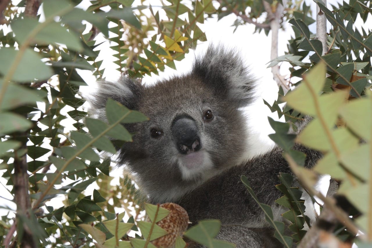 australia, koala