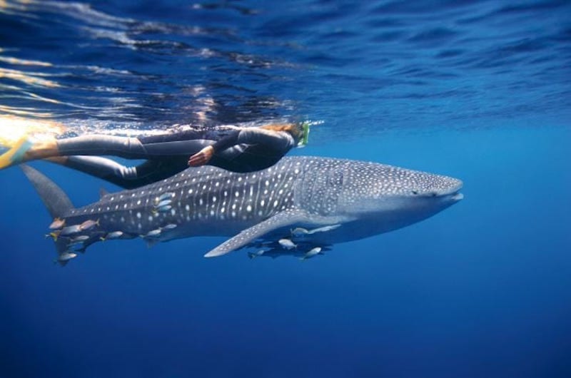 Snorkelling in Australia
